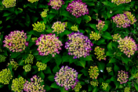 Color